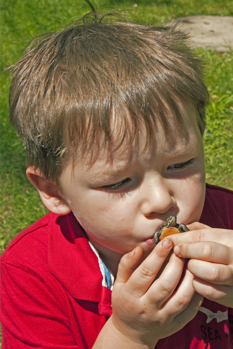 Boy Kissing Baby Painted Turtle, Chrysemys picta