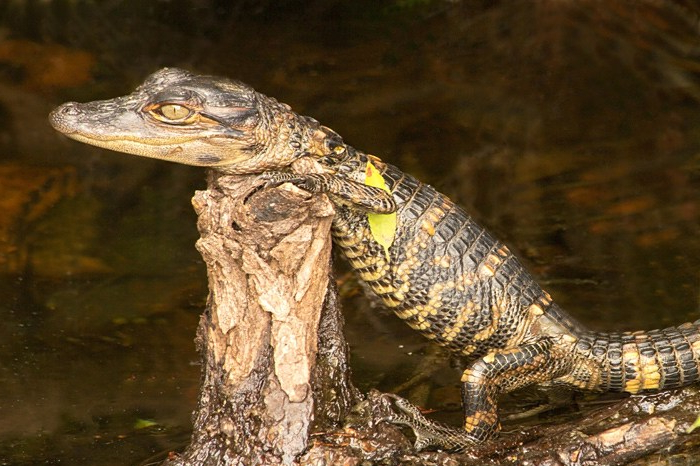 American Alligator Baby, Alligator mississippiensis