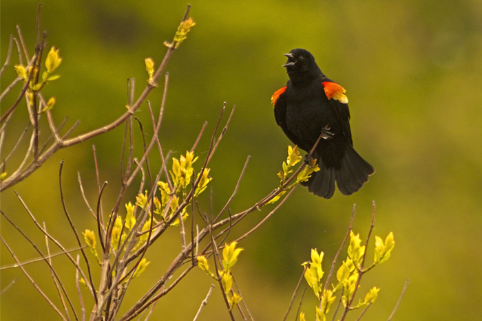 Red-winged Blackbird Singing, Agelaius phoeniceus
