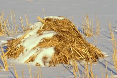 Muskrat House in Frozen Freshwater Marsh in Winter, Ondatra zibe