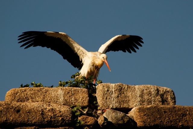 In Mérida we explored Roman ruins crowned with nesting storks.