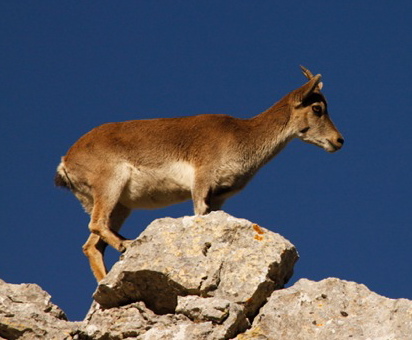 This little Spanish ibex is a nimble rock climber. We spotted it in El Torcal, near Antequera.