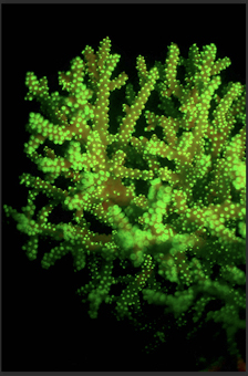 Glowing Coral