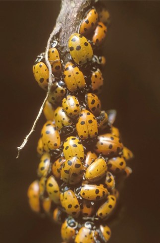 Ladybird Beetles or Ladybugs