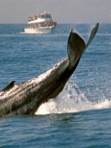 Cape Ann Massachusetts Whale Watch, Tourboat and Humpback Whale,