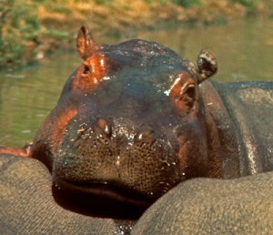 Or is it the hippo?