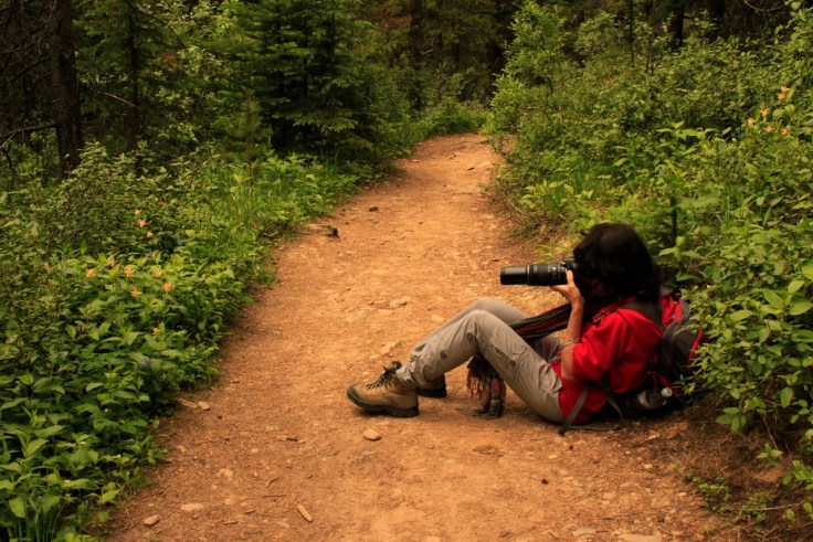 Photographing wildflowers is a lovely way to rest on a hot, steep trail.