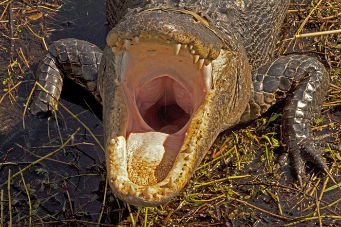 Alligator
