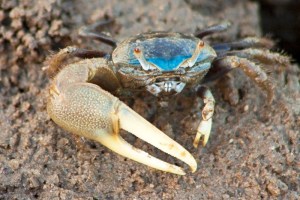 Fiddler Crab, Uca pugilator
