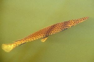 Alligator Gar