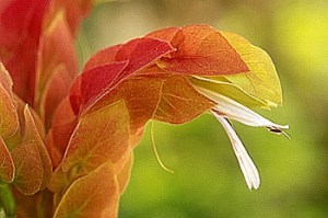 Author_visit_program_school_Mass_nonfiction_110