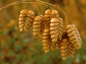 Big Quaking Grass, Great Quaking Grass, Large Quaking Grass, Qua