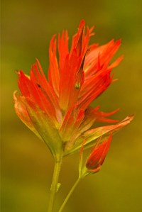 Indian Paintbrush, Castilleja miniata