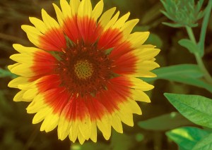Indian blanket, Indian Blanketflower, Sundance, Firewheel, Gaill