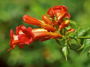 Trumpet Vine, Trumpet Creeper, Campsis radicans