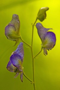 Columbian Monkshood, Aconitum columbianum