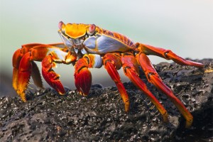 Sally Lightfoot Crab on Lava Rock, 