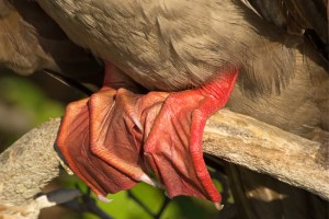 Red-footed Booby Feet
