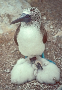 Blue-footed Booby and Napping Nestilings