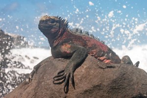 Marine Iguana Sunning Near Surf