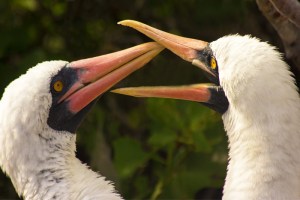 Nazca Boobies Bill Clacking Mating Ritual