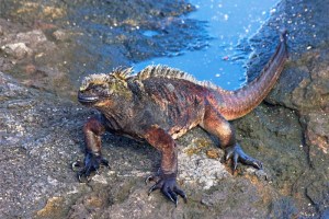 Marine Iguana Crawling from the Sea