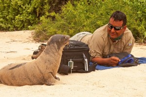A Curious Sea Lion Investigates Our Guide 