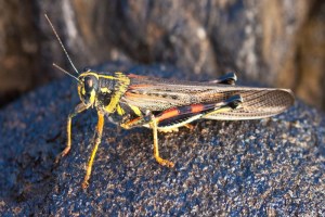 Painted Locust, Schistocerca melanocera, Sullivan Bay, Santiago,