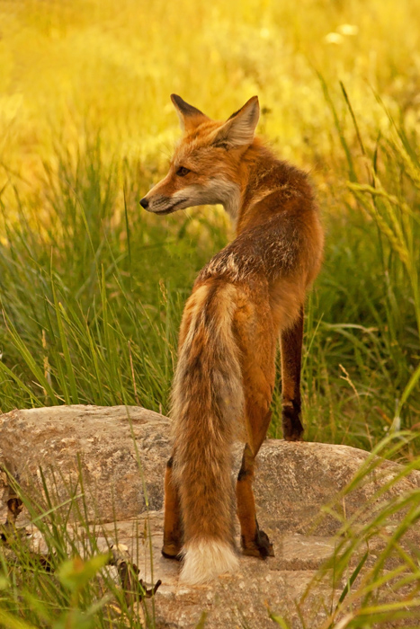 Red Fox, Vulpes vulpes