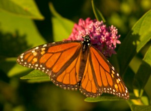 Male Monarch Butterfly, Milkweed Butterfly, Danaus plexippus