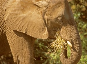 African Elephant Eating, Loxodonta africana