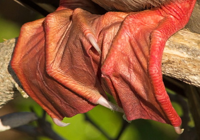 Red-footed Booby Feet, Sula sula