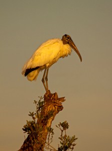 Wood Stork, Mycteria americana