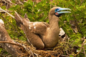 Red-footed Booby on Nest, Sula sula
