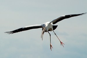 Wood Stork Flying, Mycteria americana