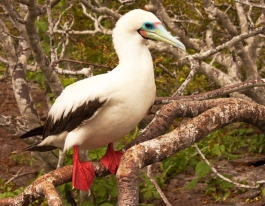 White Morph of the Red-footed Booby, Sula sula