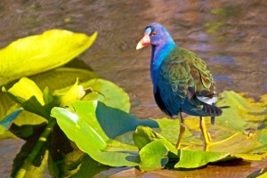 Purple Gallinule, Porphyrio martinicus