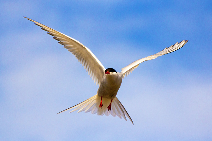 Arctic Tern Flying, Sterna paradisaea