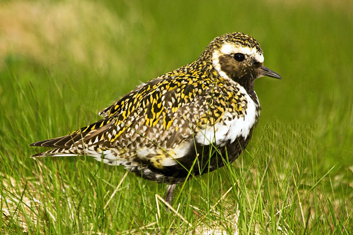European Golden Plover, Pluvialis apricaria