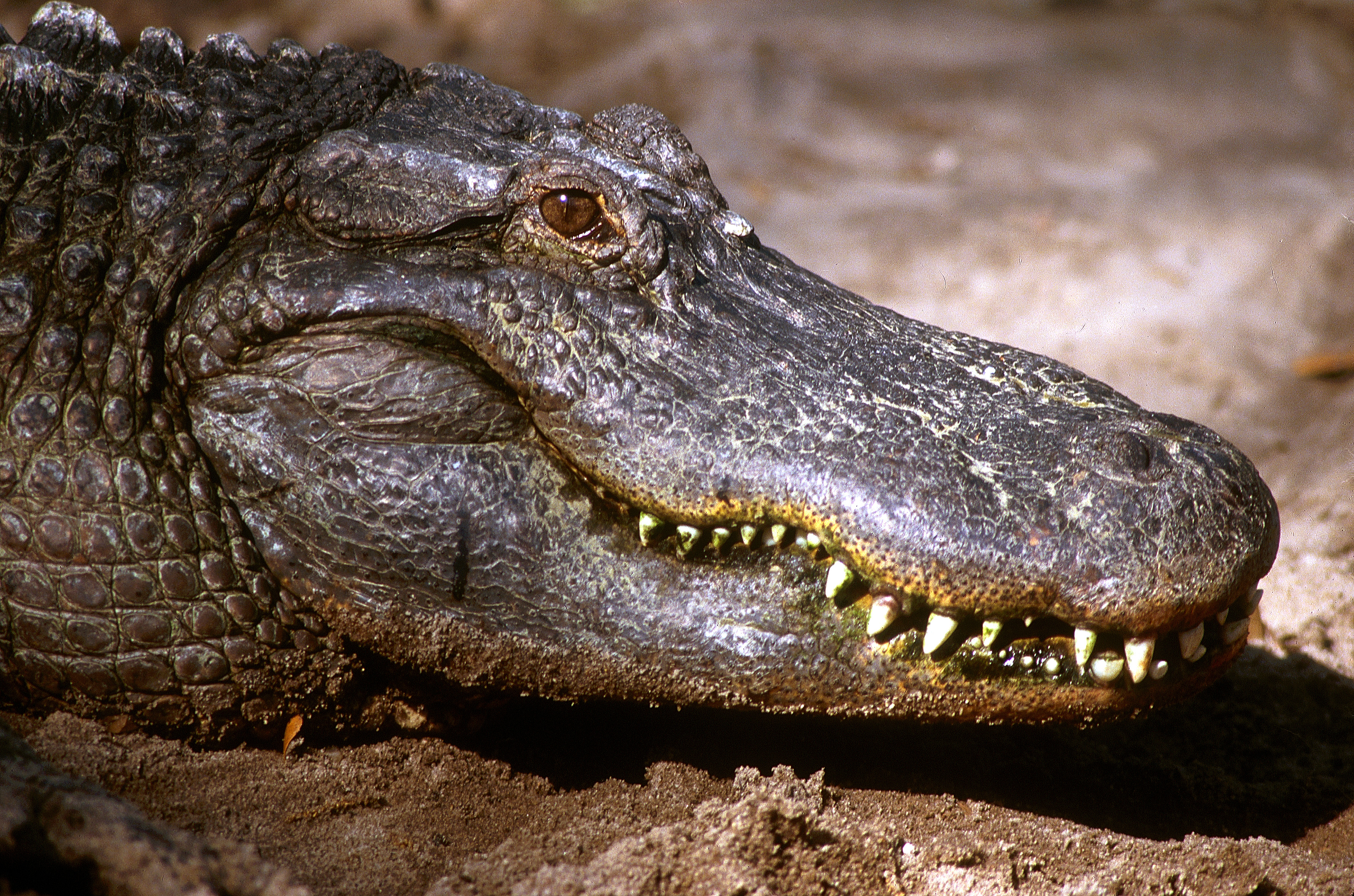 Alligator Jaw-Hi-Sharpened.jpg