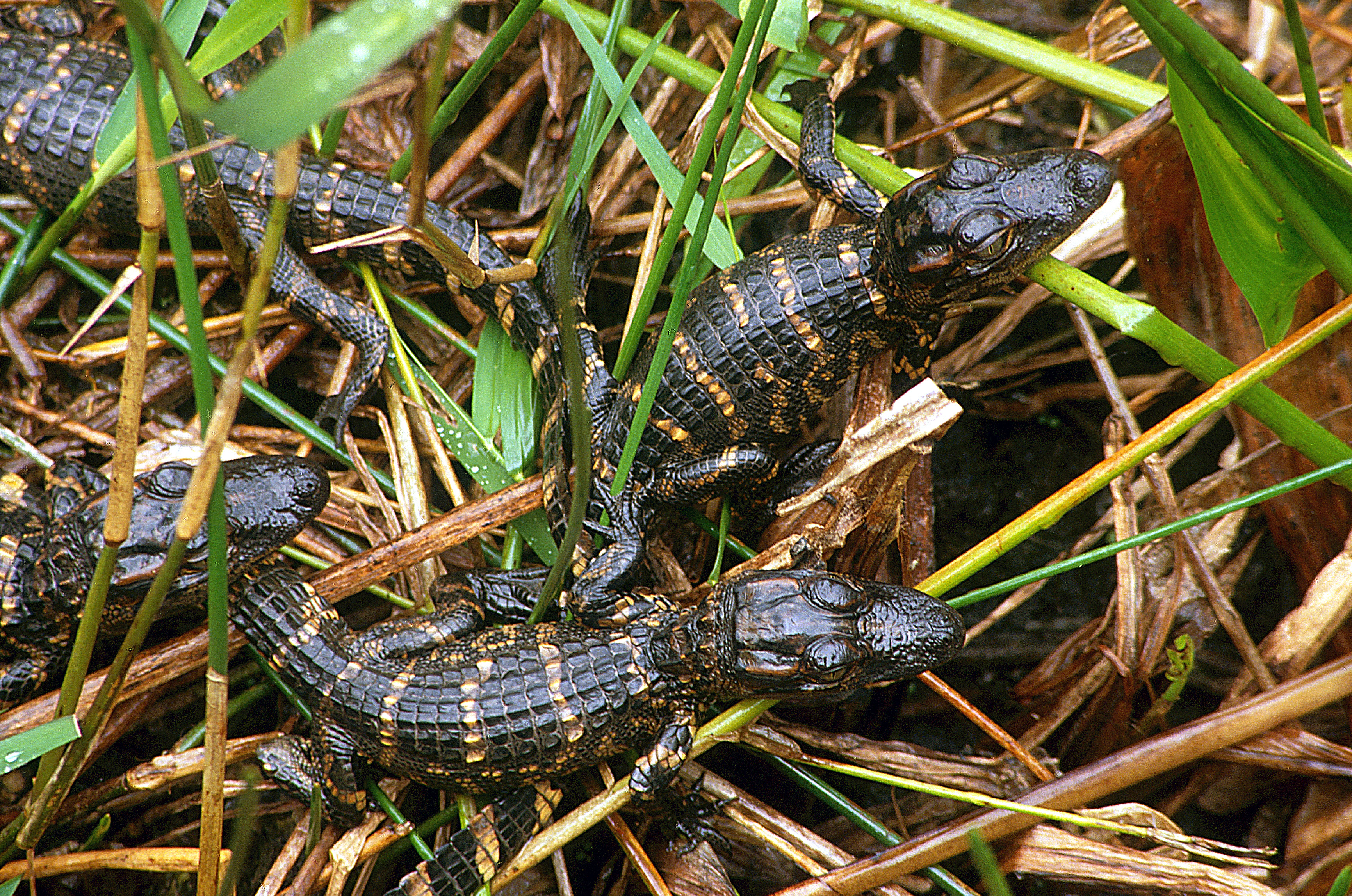 Alligator Babies