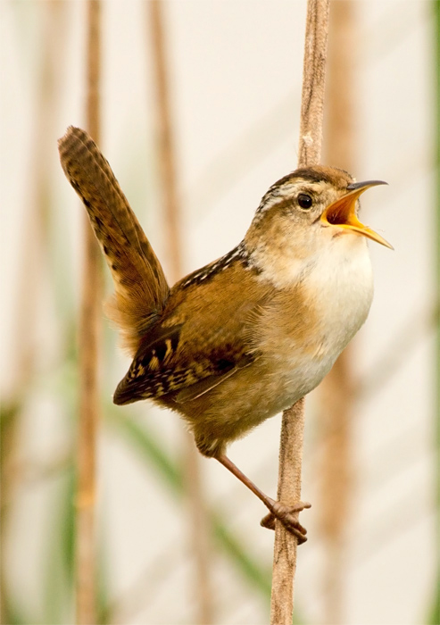 Marsh Wren in Cattails, Cistothorus palustris