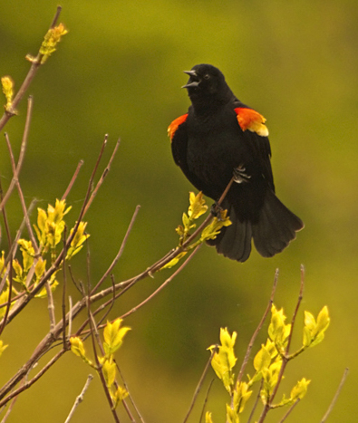Red-winged Blackbird Singing, Agelaius phoeniceus